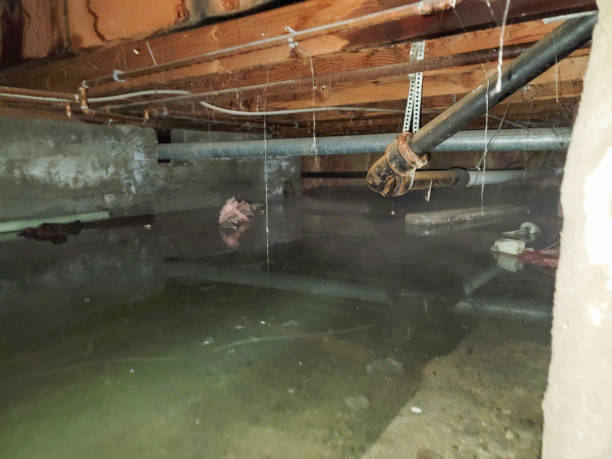  Dundee, MI Water damage restoration Pros