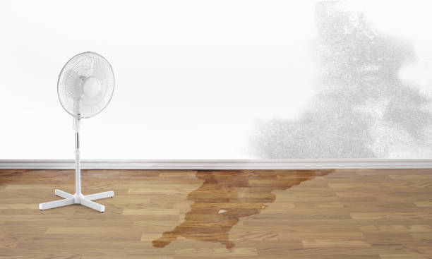 Best 24/7 water damage repair  in Dundee, MI